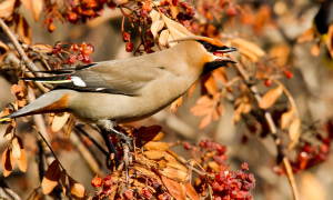 Bohemian Waxwing