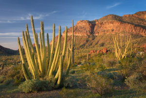 Organ Pipe Cactus (Stenocereus thurberi) standing amidst fields of yellow Mexican Poppies, Organ Pipe Cactus National Monument Arizona